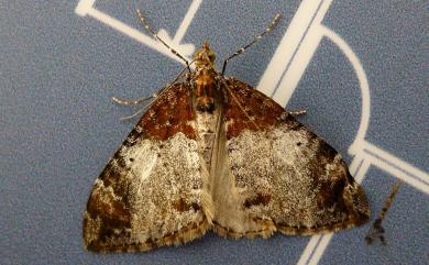 Dysstroma cinereata cinereata Moore, 1867 白雲波尺蛾