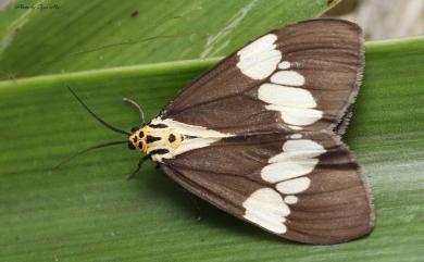 Nyctemera lacticinia Cramer, 1779 五斑蝶燈蛾