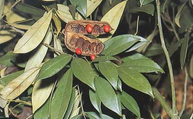 Ormosia formosana 臺灣紅豆樹