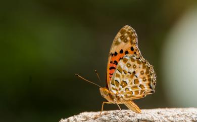 Argynnis hyperbius (Linnaeus, 1763) 斐豹蛺蝶