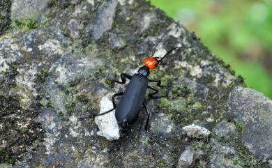 Epicauta hirticornis (Haag-Rutenburg, 1880) 豆芫青