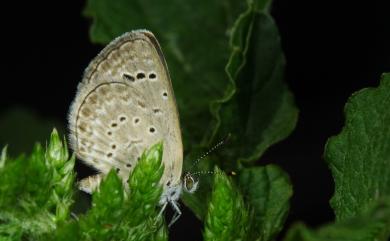 Zizeeria karsandra (Moore, 1865) 莧藍灰蝶