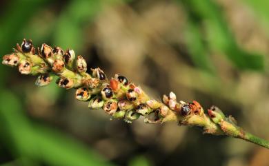 Persicaria pulchra 絨毛蓼