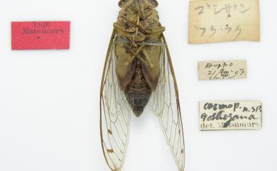 Meimuna goshizana Matsumura, 1917 五指山寒蟬