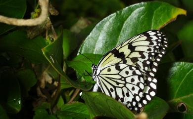 Idea leuconoe clara (Butler, 1867) 大白斑蝶