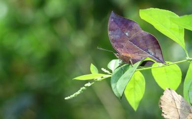 Kallima inachus formosana Fruhstorfer, 1912 枯葉蝶