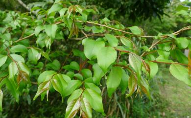 Lagerstroemia subcostata Koehne 九芎