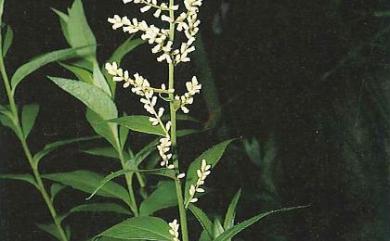 Artemisia anomala S.Moore 珍珠蒿