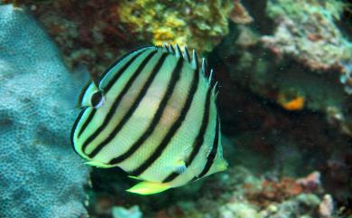 Chaetodon octofasciatus Bloch, 1787 八帶蝴蝶魚