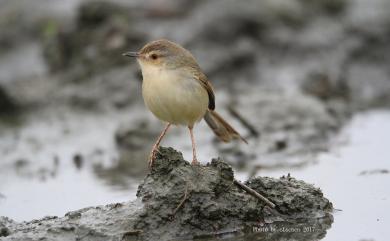 Prinia inornata flavirostris 褐頭鷦鶯