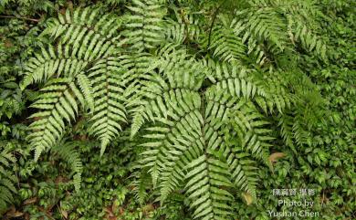 Alsophila podophylla Hook. 鬼桫欏