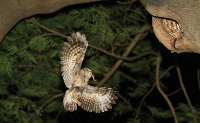 Otus lettia glabripes 領角鴞
