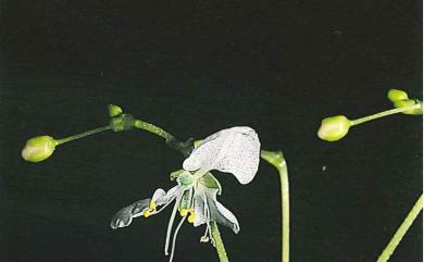 Rhopalephora scaberrima 毛果竹葉菜
