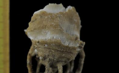 Rhizotrochus typus Milne-Edwards & Haime, 1848 典型根輪珊瑚