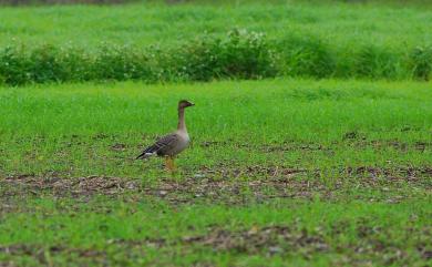 Anser serrirostris serrirostris Swinhoe, 1871 凍原豆雁