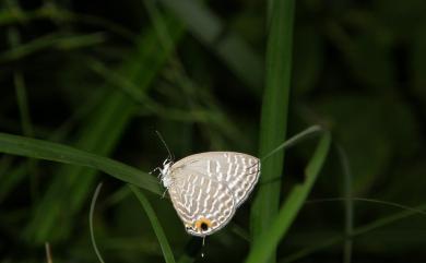 Jamides alecto dromicus (Fruhstorfer, 1910) 淡青雅波灰蝶