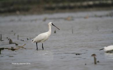 Platalea minor Temminck & Schlegel, 1849 黑面琵鷺