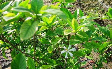 Gardenia jasminoides J.Ellis 山黃梔