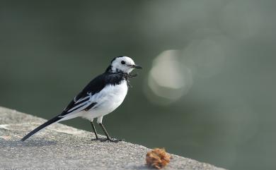 Motacilla alba leucopsis (Gould, 1838) 白鶺鴒(白面黑背亞種)