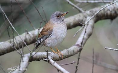 Turdus pallidus Gmelin, 1789 白腹鶇