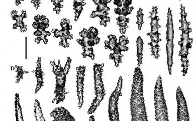 Sinularia macropodia (Hickson & Hiles, 1900) 大足指形軟珊瑚