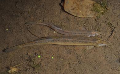 Misgurnus anguillicaudatus (Cantor, 1842) 泥鰍