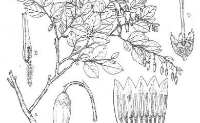 Vaccinium wrightii var. formosanum (Hayata) H.L. Li 台灣大葉越橘