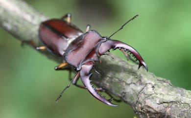 Lucanus swinhoei Parry, 1874 姬深山鍬形蟲