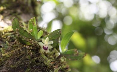 Haraella retrocalla (Hayata) Kudô 香蘭