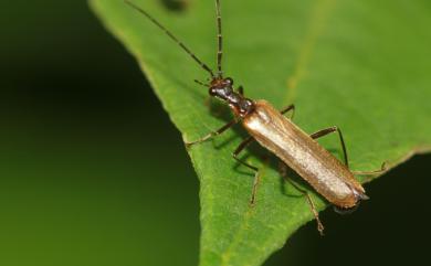 Cephalomalthinus flavipennis (Yang, Okushima & Yang, 2012) 黃鞘異角菊虎