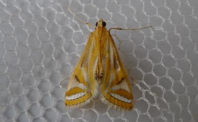 Eoophyla conjunctalis (Wileman & South, 1917)