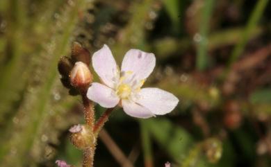 Drosera indica L. 長葉茅膏菜