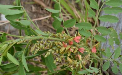 Indigofera tinctoria L. 木藍