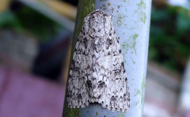 Acronicta pruinosa (Guenee, 1852) 胡頹子劍紋夜蛾