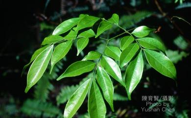 Archidendron lucidum 頷垂豆