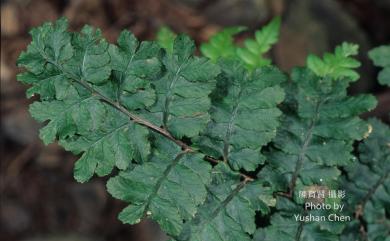 Athyrium arisanense 阿里山蹄蓋蕨