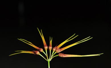 Bulbophyllum karenkoense T.P. Lin 花蓮捲瓣蘭