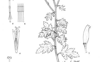 Dendranthema indicum 油菊