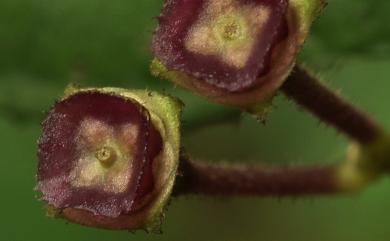 Bredia hirsuta var. scandens Ito & Matsum. 布勒德藤