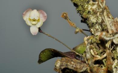 Thrixspermum eximium L.O.Williams 異色風蘭