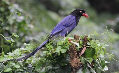 Urocissa caerulea Gould, 1863 臺灣藍鵲