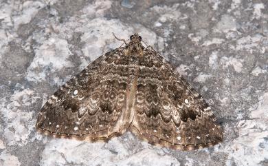 Trichoplites albimaculosa Inoue, 1978 珠脊尺蛾