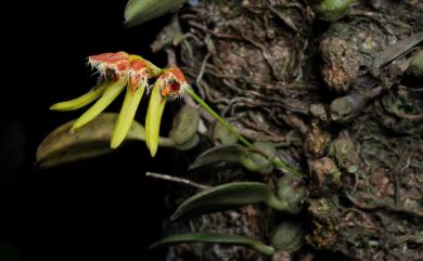 Bulbophyllum fimbriperianthium W.M.Lin, Kuo Huang & T.P.Lin 流蘇豆蘭