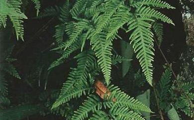 Pteris semipinnata L. 半邊羽裂鳳尾蕨