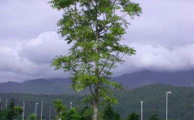 Swietenia macrophylla King 大葉桃花心木