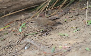 Horornis diphone cantans (Temminck & Schlegel, 1847) 日本樹鶯(日本亞種)