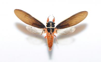 Scieroptera formosana Schmidt, 1918 紅腳黑翅蟬