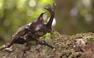 Trypoxylus dichotomus tsunobosonis Kôno, 1931 獨角仙