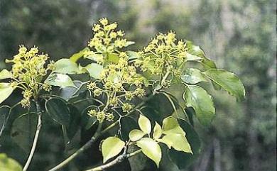 Trochodendron aralioides Siebold & Zucc. 昆欄樹