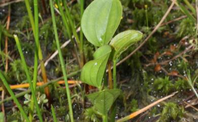 Caldesia grandis 圓葉澤瀉